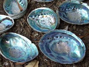 Abalone oder Paua-Schnecken
